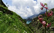 Ai rifugi e laghi del Barbellino…spettacolo assicurato ! L’8 luglio 2015 - FOTOGALLERY